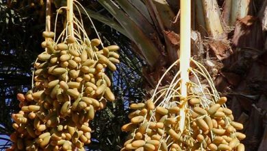 Photo of Qatar is 75 percent self-sufficient in dates production: MME