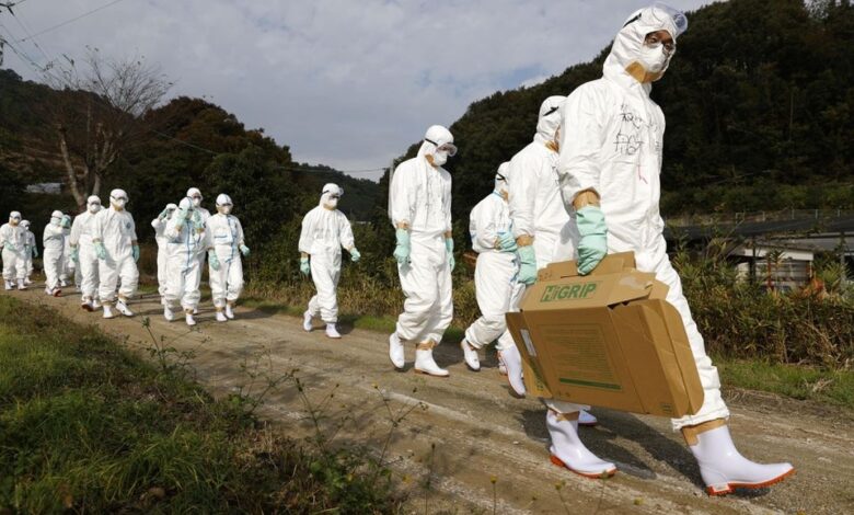 Third bird flu outbreak confirmed in Japan with H5N8 strain