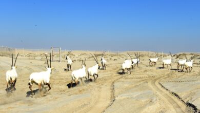 The ministry has released 18 Arabian oryx in the Sealine Reserve