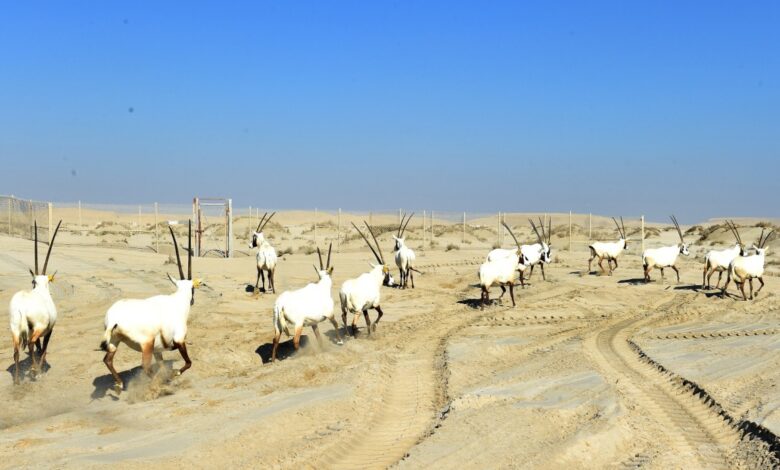 The ministry has released 18 Arabian oryx in the Sealine Reserve